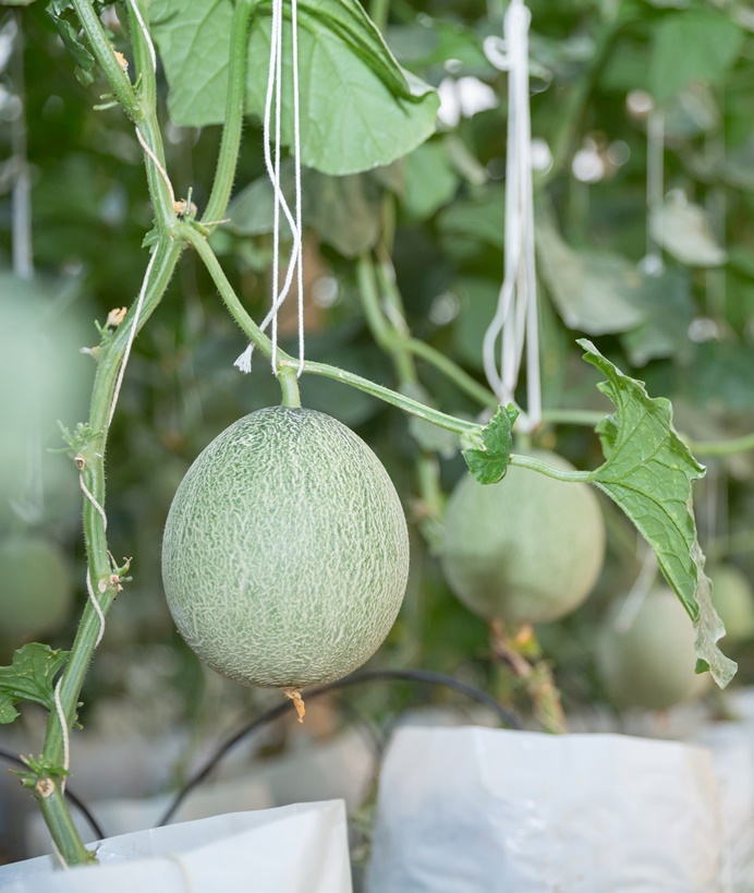 Rockmelon Farm